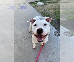 American Pit Bull Terrier Dogs for adoption in Corpus Christi, TX, USA