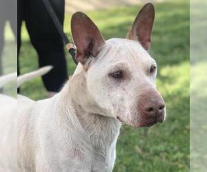 Bull Terrier Dogs for adoption in St Louis, MO, USA