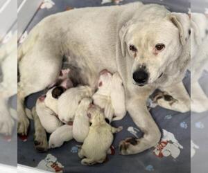 Boxador Dogs for adoption in San Diego, CA, USA