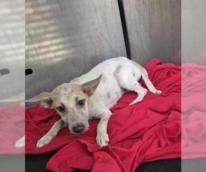 Labrador Retriever-Unknown Mix Dogs for adoption in San Antonio, TX, USA