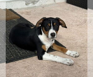 Mutt Dogs for adoption in Royal Palm Beach, FL, USA