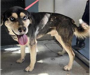 Gerberian Shepsky Dogs for adoption in Camarillo, CA, USA