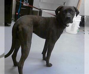Labrador Retriever-Unknown Mix Dogs for adoption in Fayetteville, NC, USA