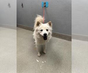 Chow Chow-Unknown Mix Dogs for adoption in Las Vegas, NV, USA