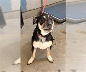 Chihuahua-Unknown Mix Dogs for adoption in Camarillo, CA, USA