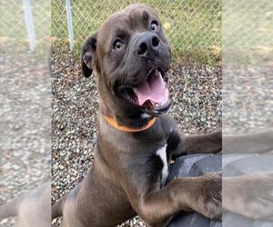 Mutt Dogs for adoption in Anchorage, AK, USA