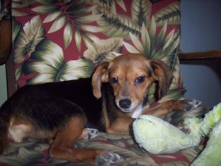 Dachshund Dogs for adoption in Fultonham, NY, USA