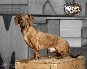 Dachshund Dogs for adoption in Lincoln, NE, USA