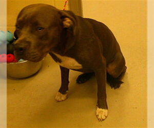 American Pit Bull Terrier-Unknown Mix Dogs for adoption in Sanford, FL, USA