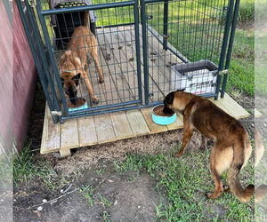 Mutt Dogs for adoption in New Orleans, LA, USA
