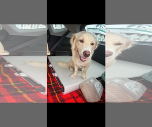 Golden Retriever-Unknown Mix Dogs for adoption in NYC, NY, USA