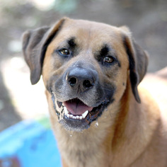Anatolian Shepherd-Golden Retriever Mix Dogs for adoption in Pensacola, FL, USA