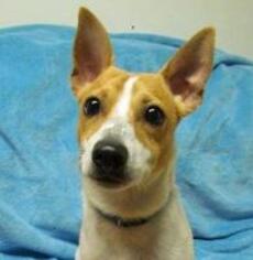 Jack-Rat Terrier Dogs for adoption in Claremore, OK, USA