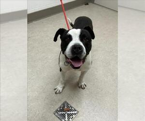 American Pit Bull Terrier-Unknown Mix Dogs for adoption in Saginaw, MI, USA