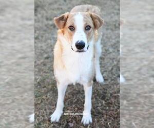 Border-Aussie Dogs for adoption in Rockwall, TX, USA