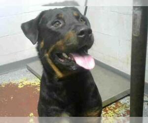 Rottweiler Dogs for adoption in Atlanta, GA, USA