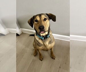 Mutt Dogs for adoption in Boston, MA, USA