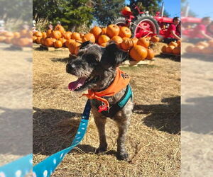 Mutt Dogs for adoption in San Diego, CA, USA
