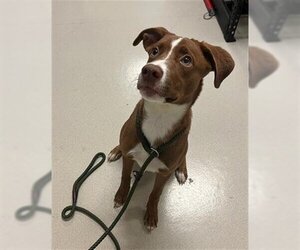 Border-Aussie Dogs for adoption in Corona, CA, USA