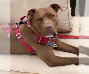 American Pit Bull Terrier-Unknown Mix Dogs for adoption in Blackwood, NJ, USA