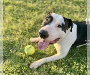 Bull Terrier-Unknown Mix Dogs for adoption in Louisville, KY, USA