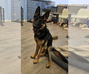 German Shepherd Dog Dogs for adoption in Cliffwood, NJ, USA