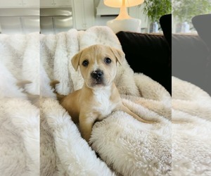 Medium Photo #2 American Pit Bull Terrier-Labrador Retriever Mix Puppy For Sale in Holly Springs, NC, USA