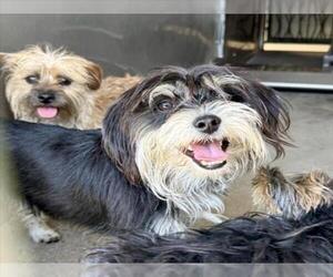 Miniature Schnauzer-Unknown Mix Dogs for adoption in San Bernardino, CA, USA