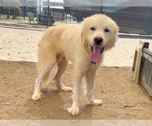 Great Pyrenees Dogs for adoption in Orange, CA, USA
