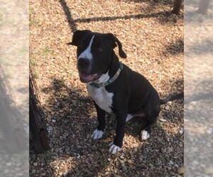 American Pit Bull Terrier Dogs for adoption in Denton, TX, USA