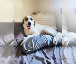 Great Pyrenees-Unknown Mix Dogs for adoption in New London, WI, USA