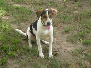Beagle-Unknown Mix Dogs for adoption in Rayville, LA, USA