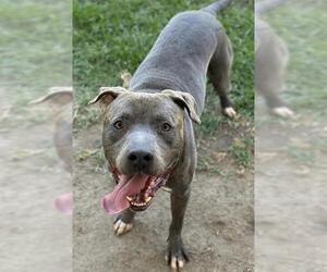 Mutt Dogs for adoption in Riverside, CA, USA