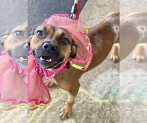 Feist Terrier-Unknown Mix Dogs for adoption in Mount Laurel, NJ, USA