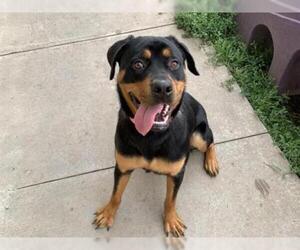 Rottweiler Dogs for adoption in Lee's Summit, MO, USA