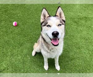 Siberian Husky Dogs for adoption in Orange, CA, USA