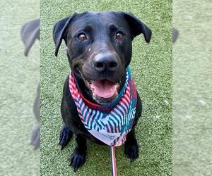 Labrador Retriever-Unknown Mix Dogs for adoption in Fayetteville, NC, USA