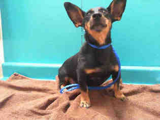 Chiweenie Dogs for adoption in Las Vegas, NV, USA