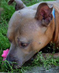 American Pit Bull Terrier Dogs for adoption in Arlington, VA, USA