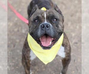 Bulldog-Unknown Mix Dogs for adoption in San Antonio, TX, USA