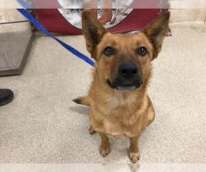 Basenji Dogs for adoption in Riverside, CA, USA
