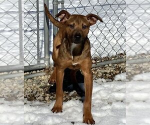 Mutt Dogs for adoption in Sterling, MA, USA