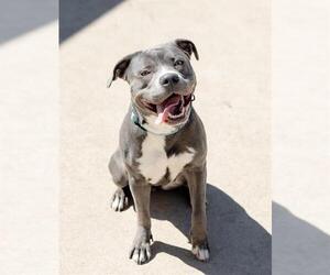 American Pit Bull Terrier-Unknown Mix Dogs for adoption in Aurora, IL, USA