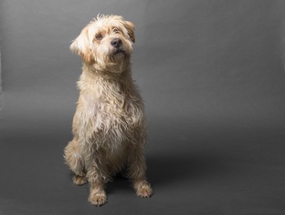 Labrador Retriever-Wheaten Terrier Mix Dogs for adoption in El Cajon, CA, USA