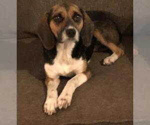 Beagle Dogs for adoption in Crossville, TN, USA