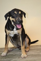 Labrottie Dogs for adoption in Rockwall, TX, USA