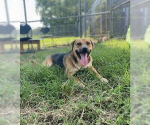 American Pit Bull Terrier-Labrador Retriever Mix Dogs for adoption in Pasadena, TX, USA