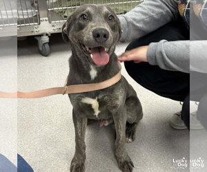 Labrador Retriever-Unknown Mix Dogs for adoption in Washington, DC, USA