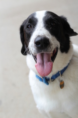 Border Collie-Pointer Mix Dogs for adoption in Oskaloosa, IA, USA
