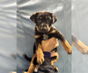 Mutt Dogs for adoption in Elmsford, NY, USA